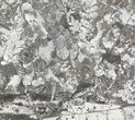 Wide Fossil Seed Fern Plate - Pennsylvania #79650-1